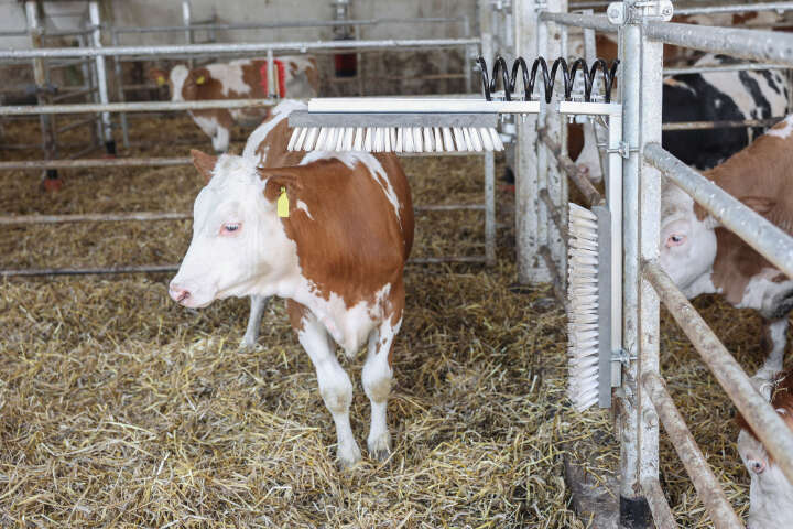 KERBL Viehbürste Texas